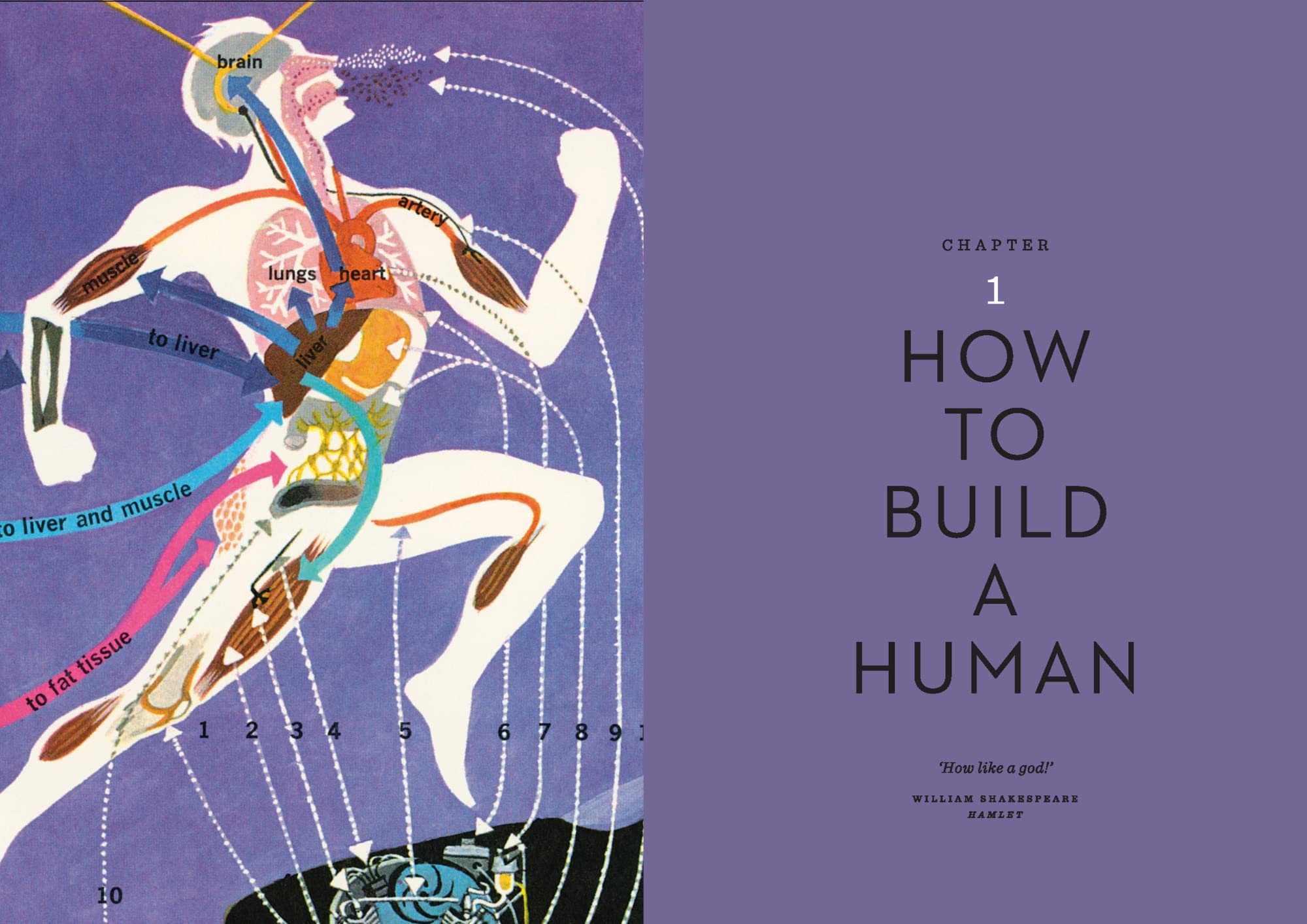 THE BODY ILLUSTRATED