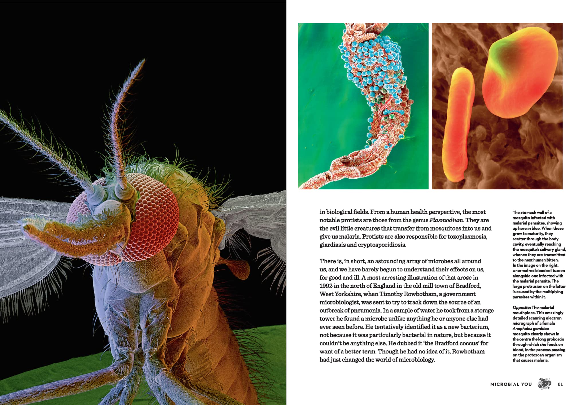 THE BODY ILLUSTRATED