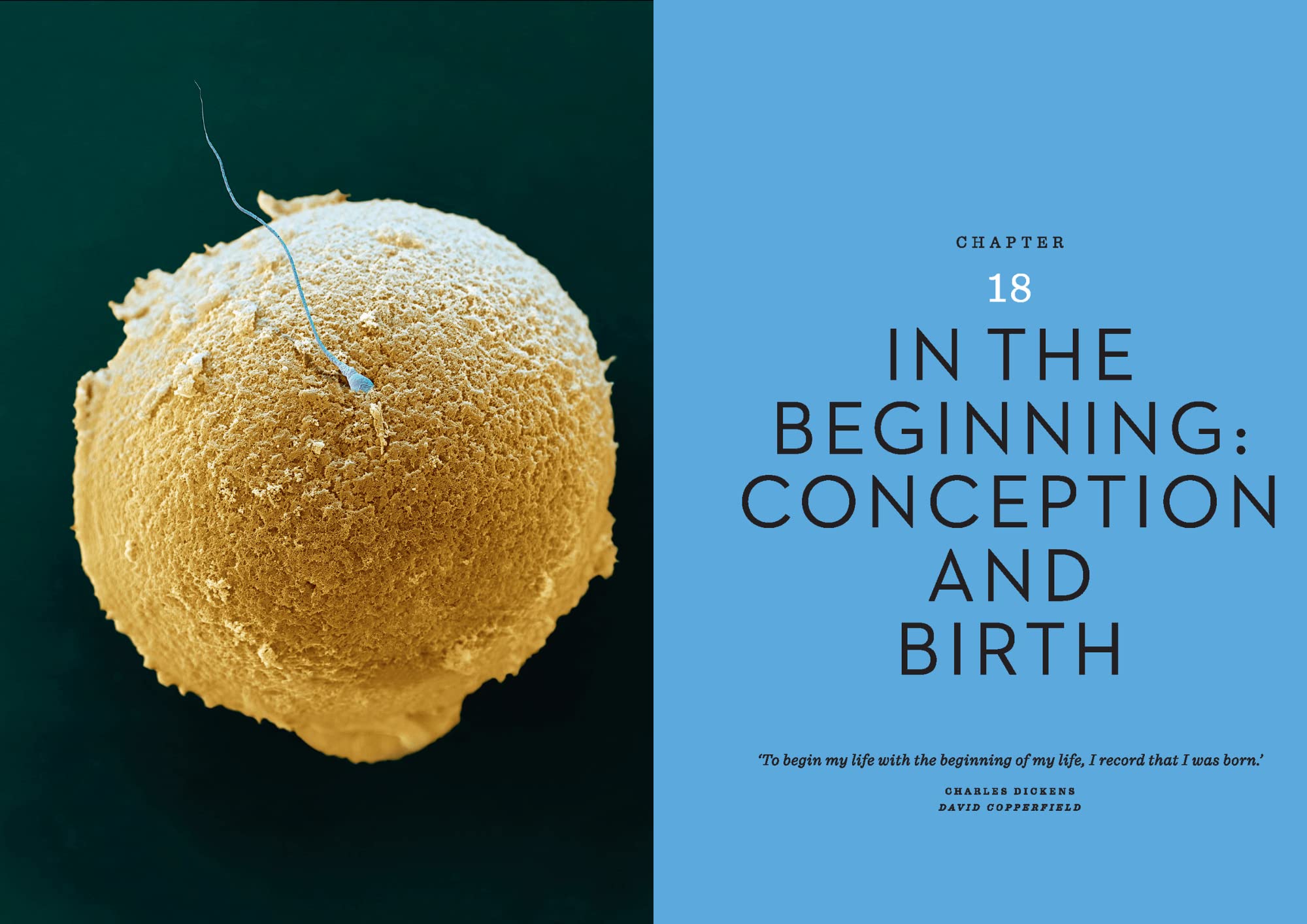 THE BODY ILLUSTRATED